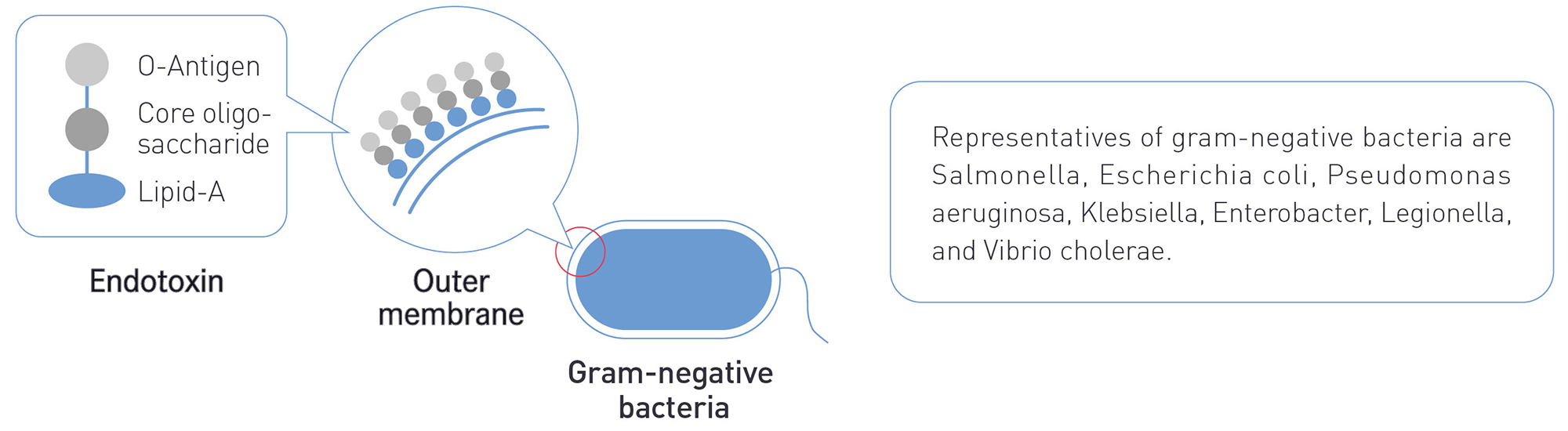 What is endotoxin