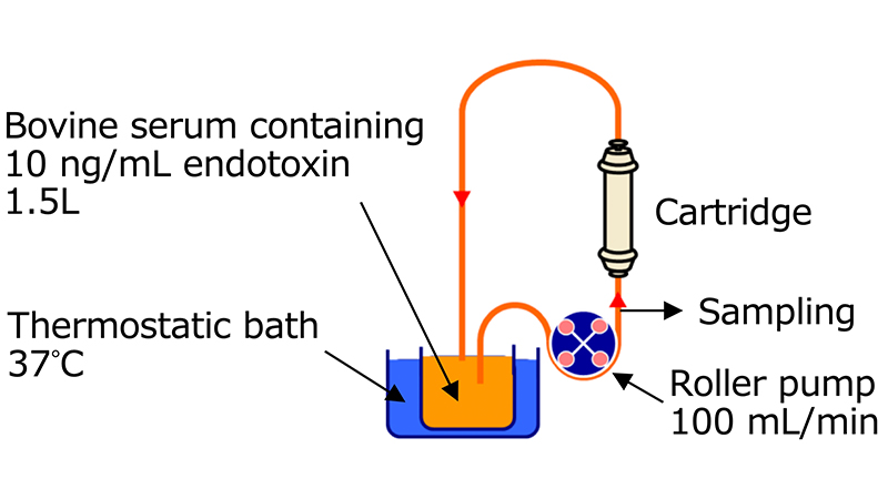 in vitro Perfusion Experiment